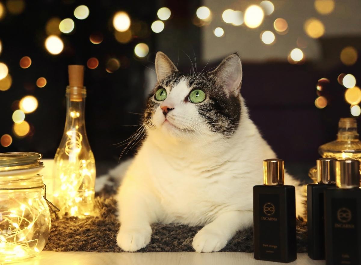 13 - Incarna parfums - Gallery 1