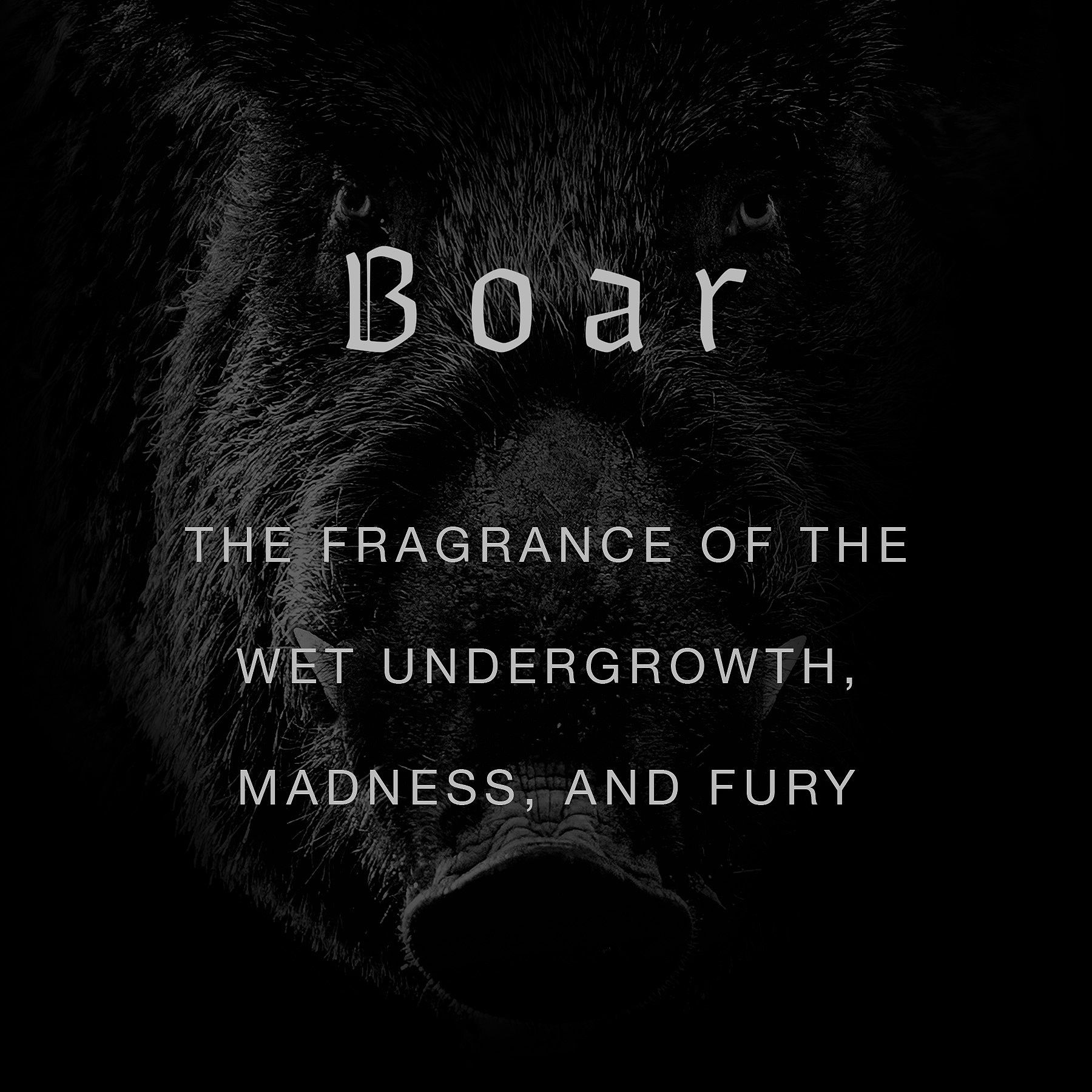 Boar - Wolf Brothers - Gallery 1