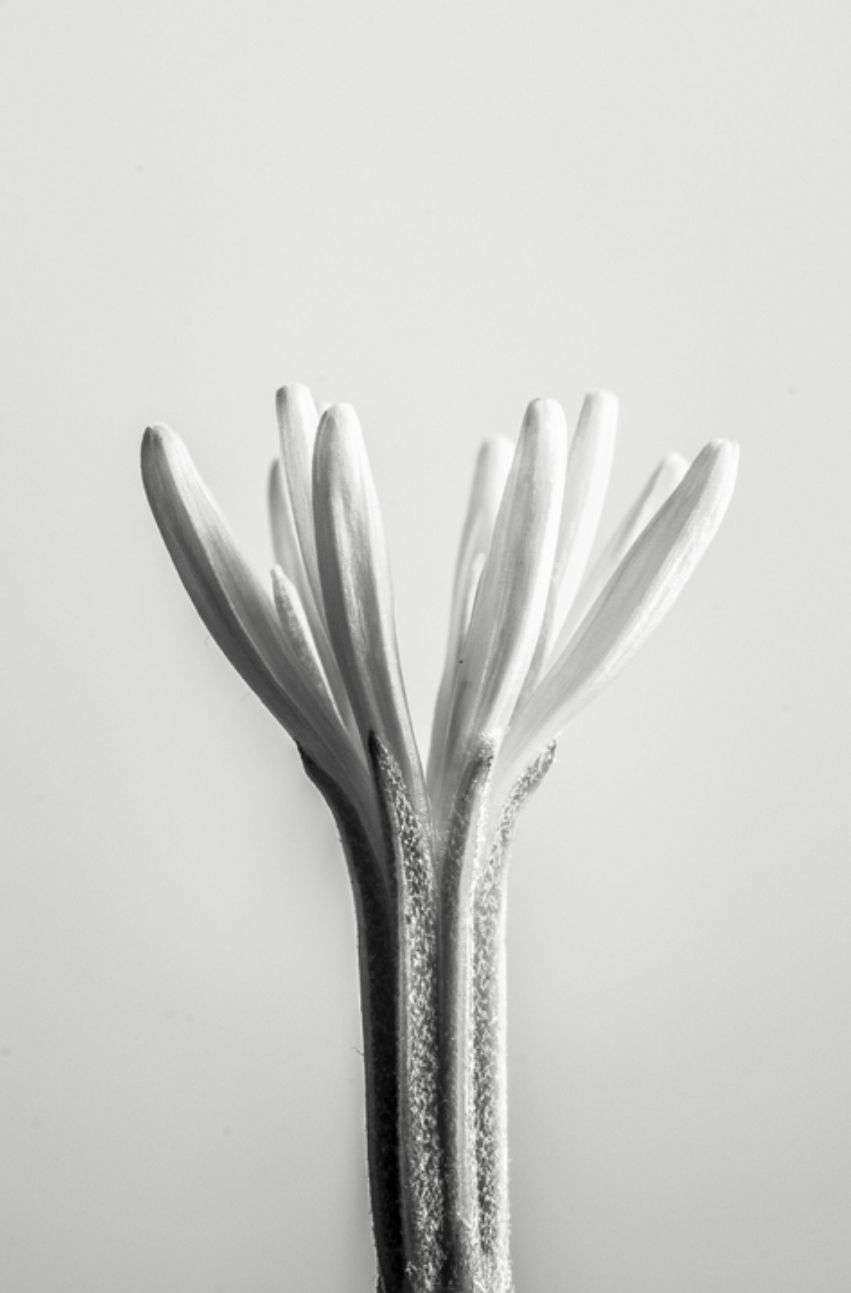 Crystallised Sugar - Aether - Gallery 3