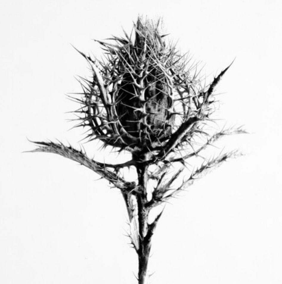 Crystallised Sugar - Aether - Gallery 4