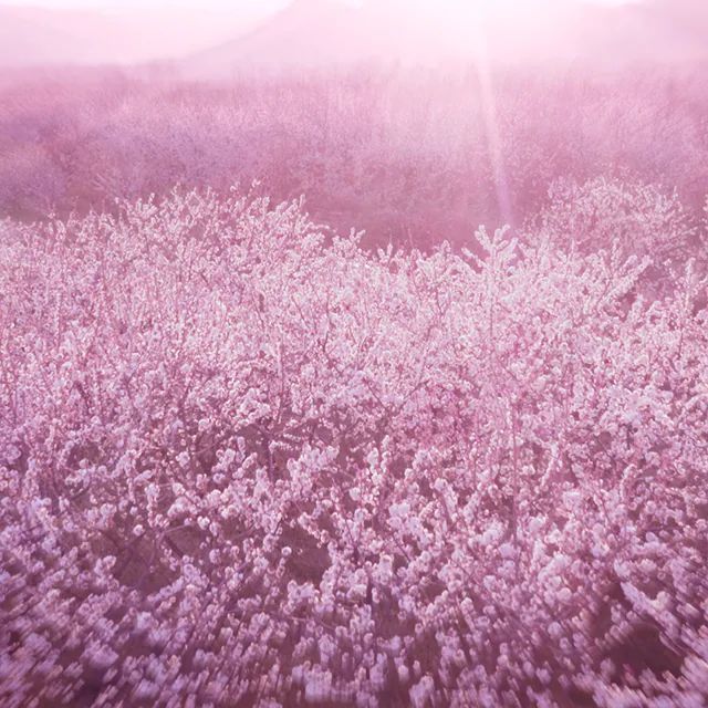 Dream Dusk - Estée Lauder - Gallery 3
