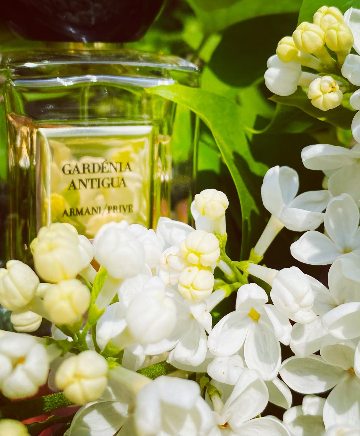 Gardénia Antigua - Giorgio Armani - Gallery 2