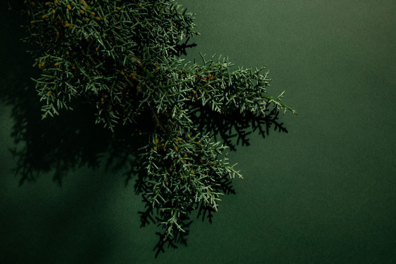 Green Cedar - Abel - Gallery 4