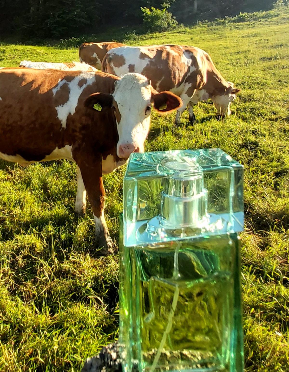 Green Lover - Lolita Lempicka - Gallery 2