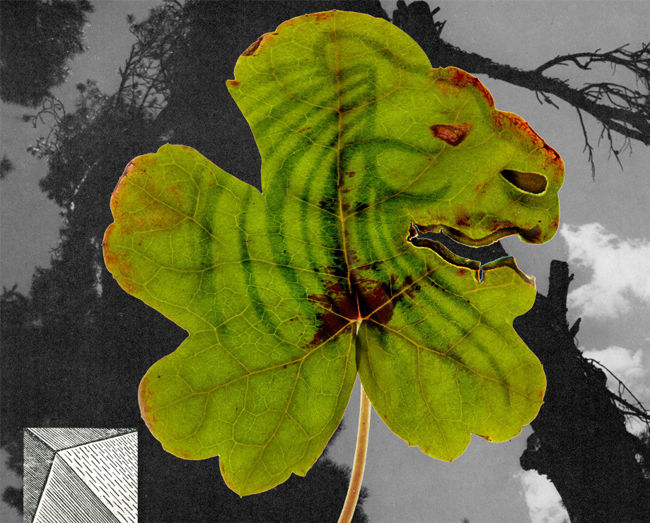 Greenlion - Hermetica - Gallery 2