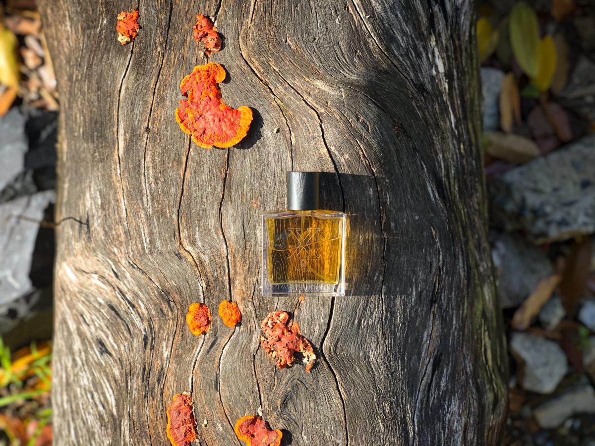 Il Dieci X - Bogue - Gallery 1