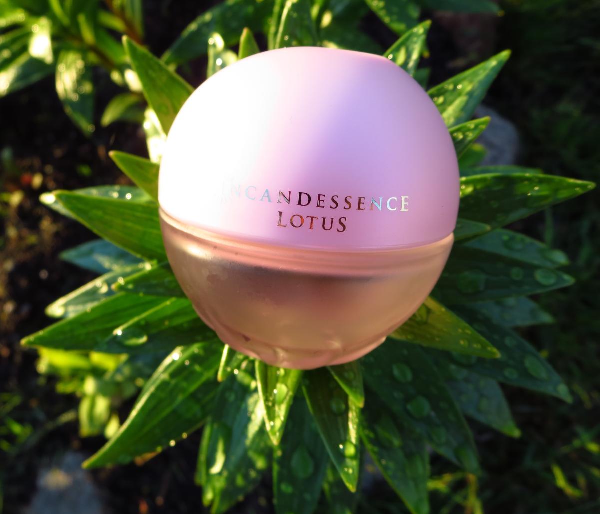 Incandessence Lotus - Avon - Gallery 2
