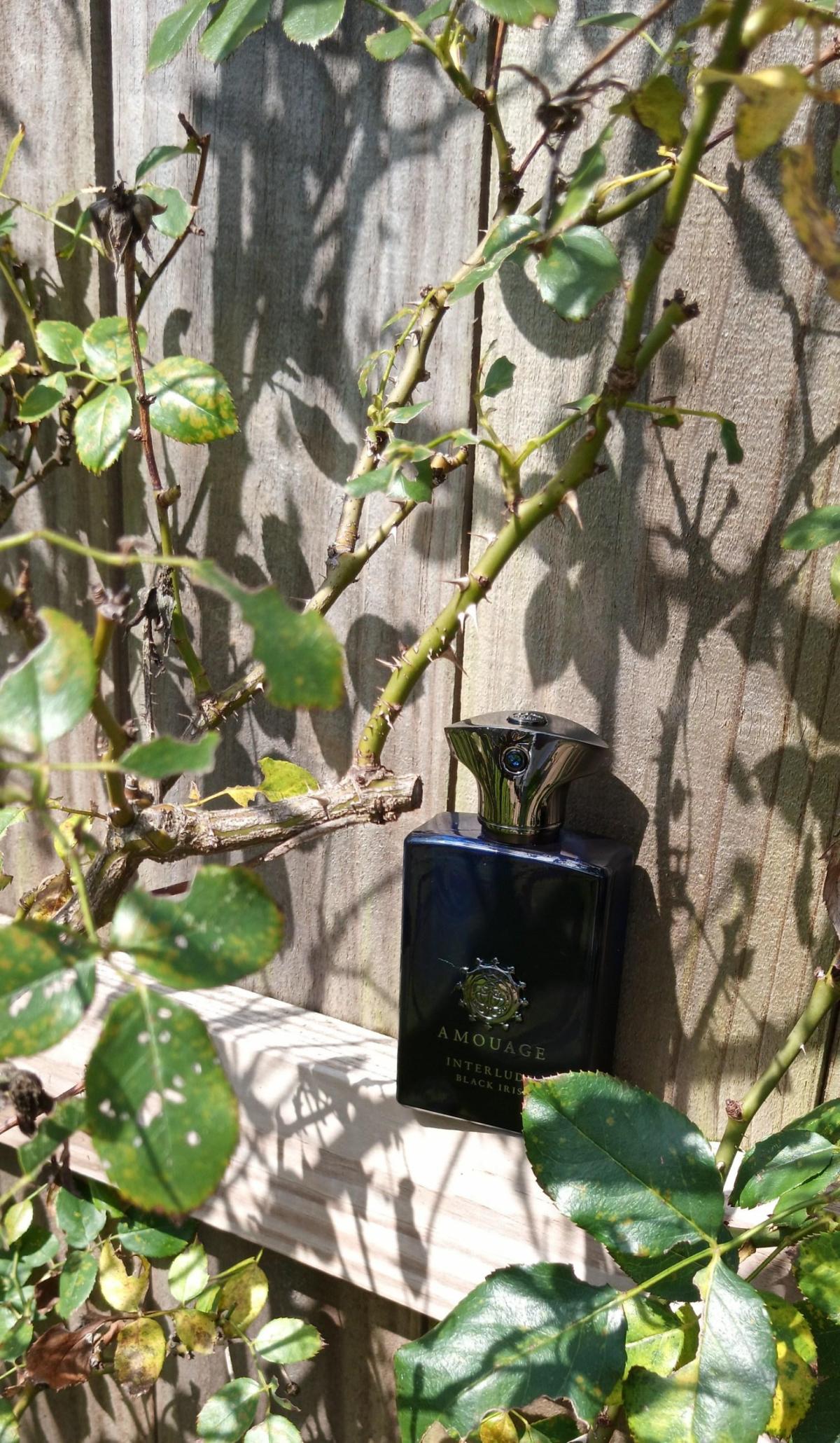 Interlude Black Iris - Amouage - Gallery 2