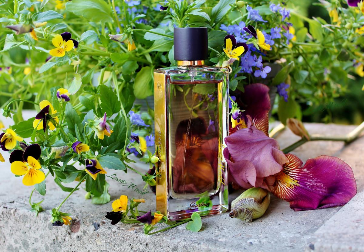 Iris Torréfié - Guerlain - Gallery 1