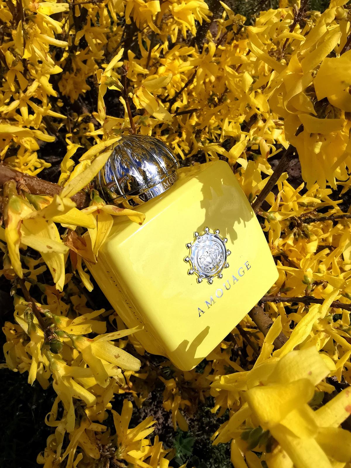 Love Mimosa - Amouage - Gallery 4