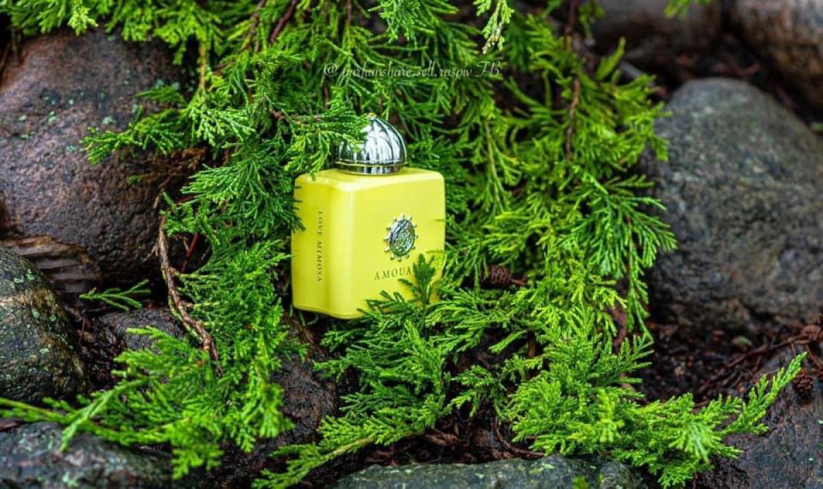 Love Mimosa - Amouage - Gallery 3