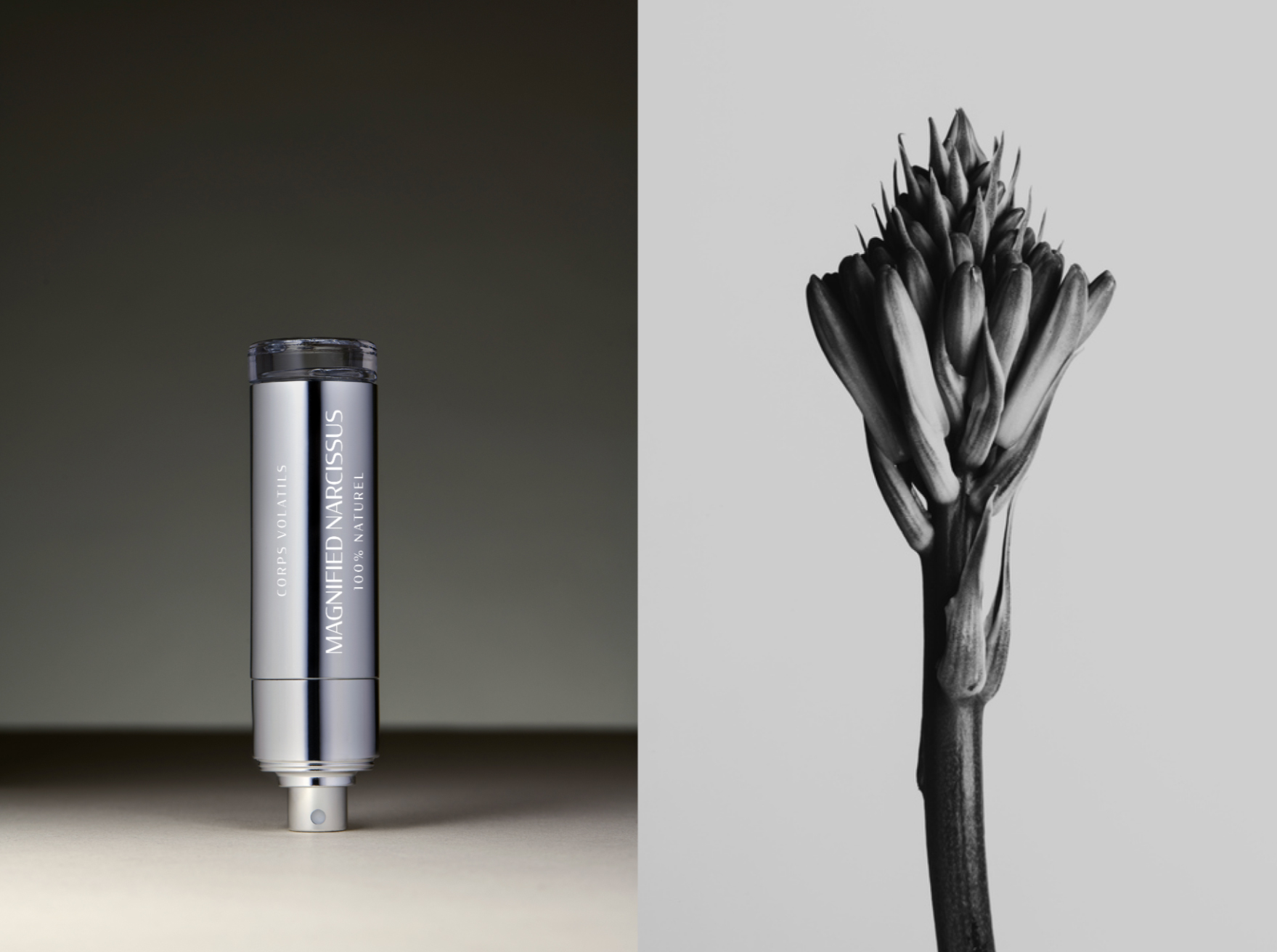 Magnified Narcissus - Corps Volatils - Gallery 1