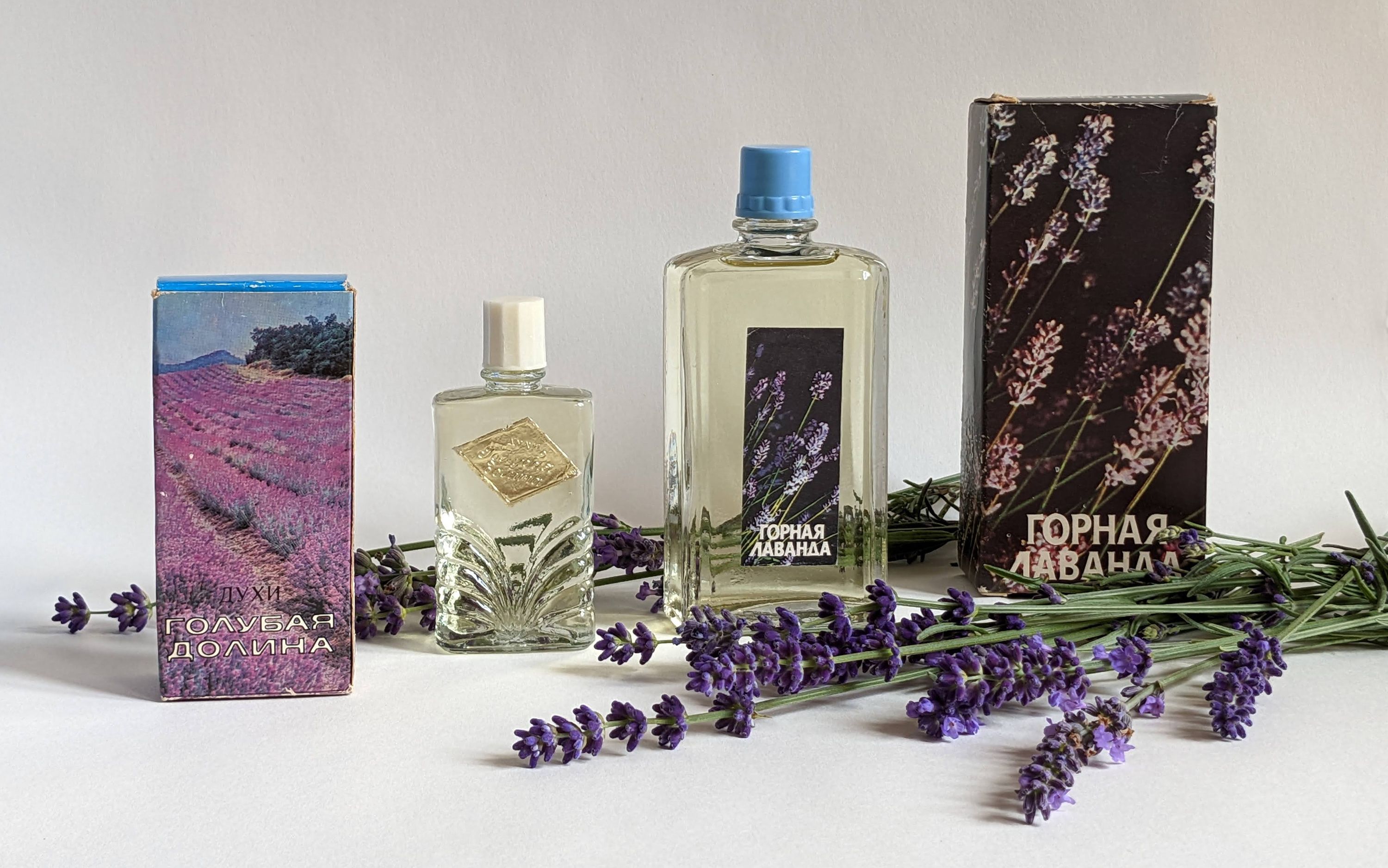 Mountain Lavender - Горная лаванда - Nouvelle Etoile – Новая Заря - Gallery 1