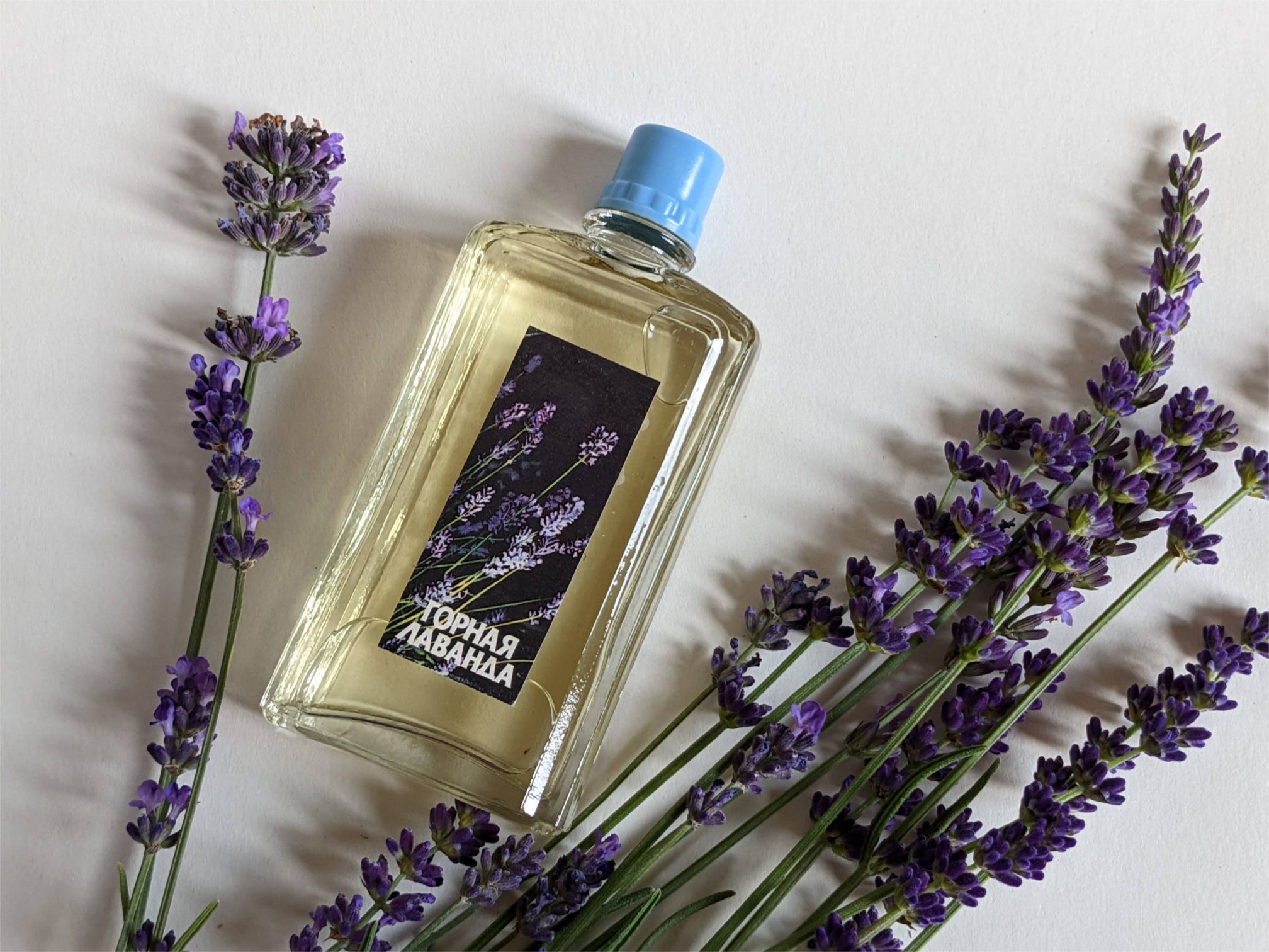 Mountain Lavender - Горная лаванда - Nouvelle Etoile – Новая Заря - Gallery 3