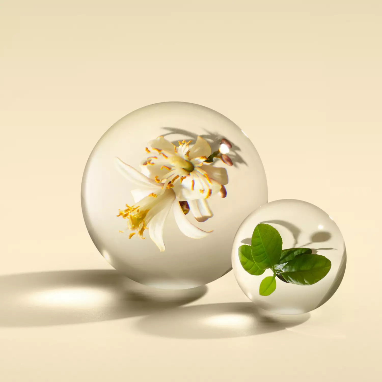 Orange & Bergamot Eau de Parfum - Molton Brown - Gallery 3