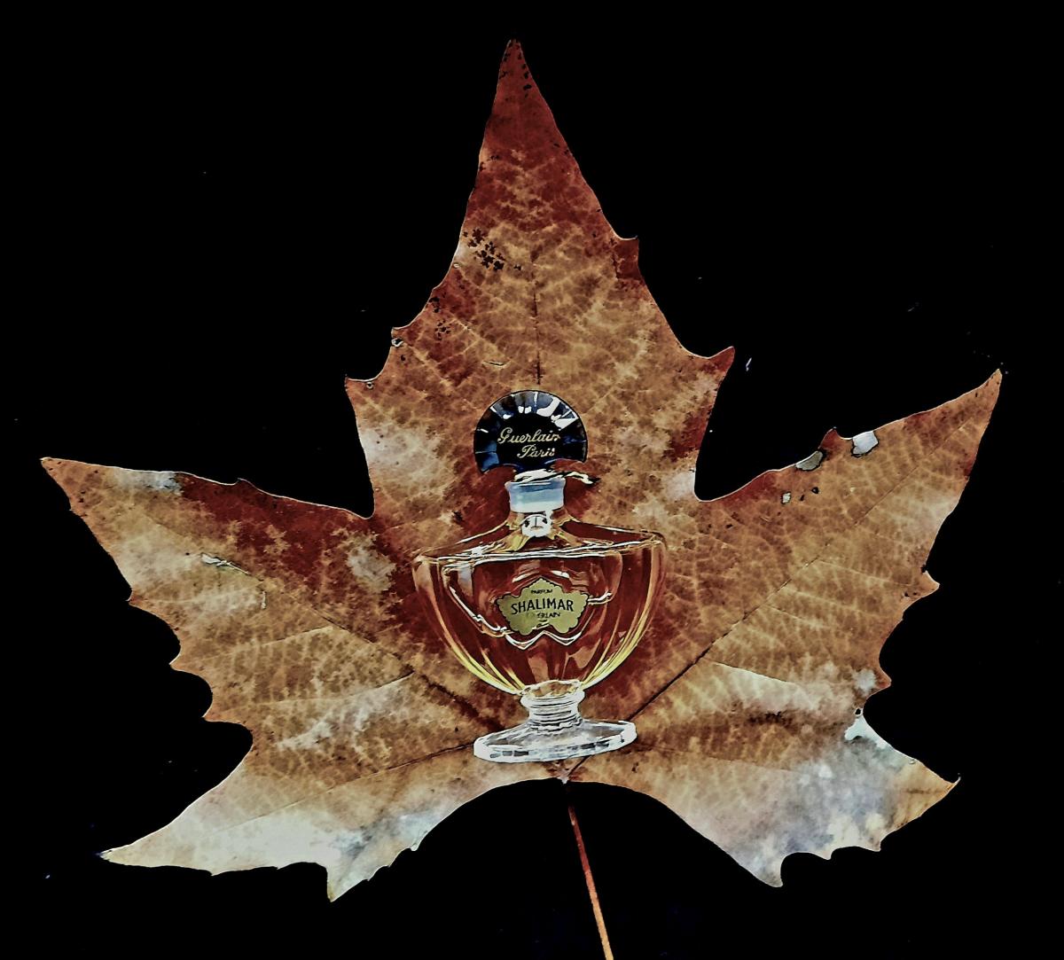 Shalimar Extrait - Guerlain - Gallery 1