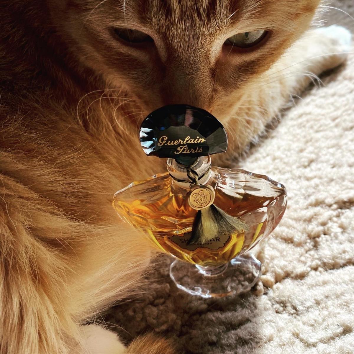 Shalimar Extrait - Guerlain - Gallery 2