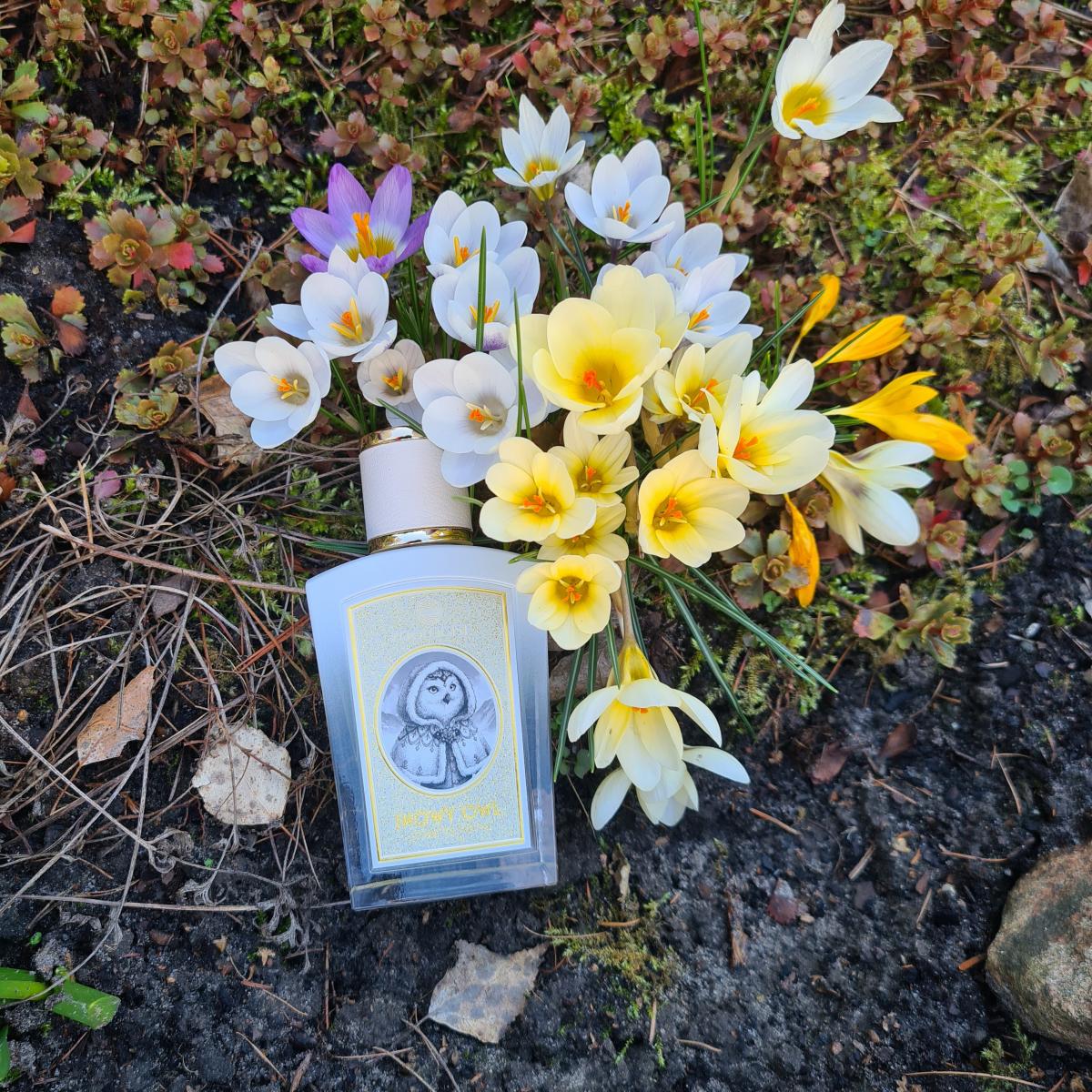 Snowy Owl - Zoologist Perfumes - Gallery 4