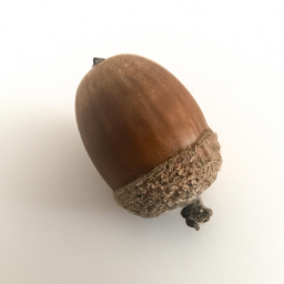acorn