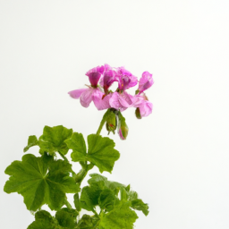 african geranium