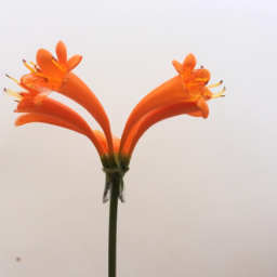 african orange flower