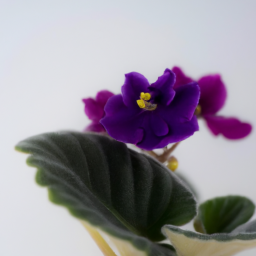 african violet