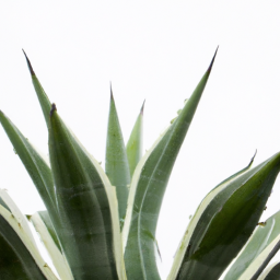 agave