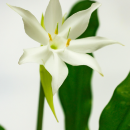 amazon lily