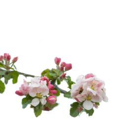 apple tree blossom