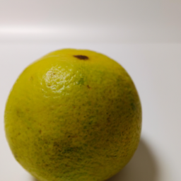 argentinian lemon