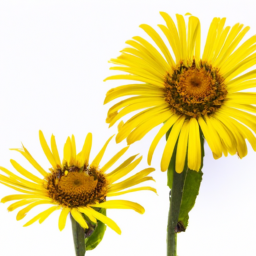 arnica