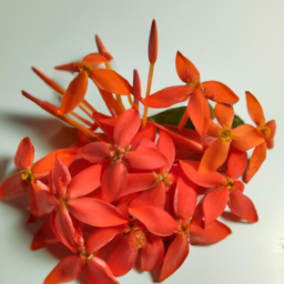 ashoka flower