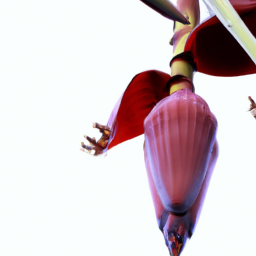 banana flower