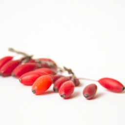 barberry