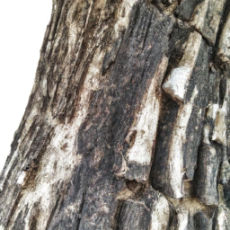 bark