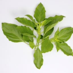 basil leaf