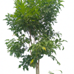 belambra tree