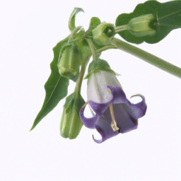 belladonna