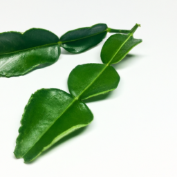 bergamot leaf