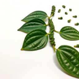 betel pepper