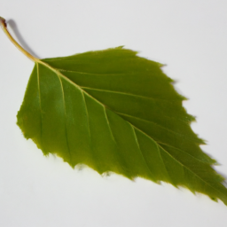 birch leaf