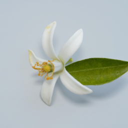 bitter orange blossom