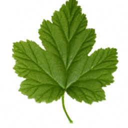 black currant leaf