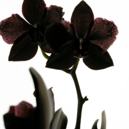 black orchid