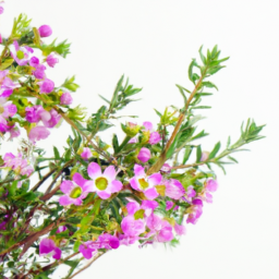 boronia