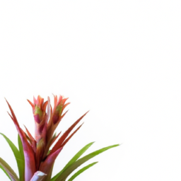 bromelia