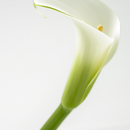 calla lily