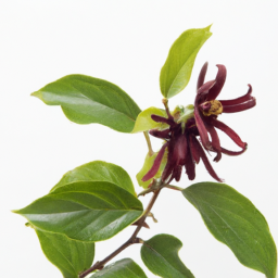 calycanthus