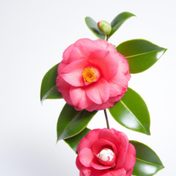 camellia