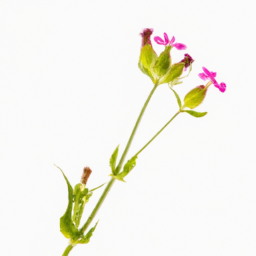 campion flower